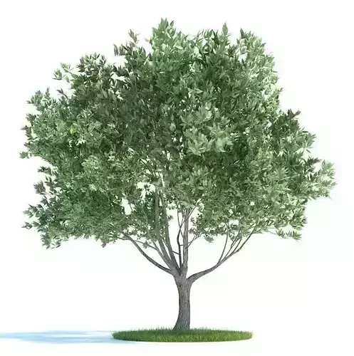 Pale Green Tree