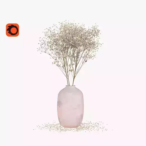 Dry flowers - perennial gypsophila