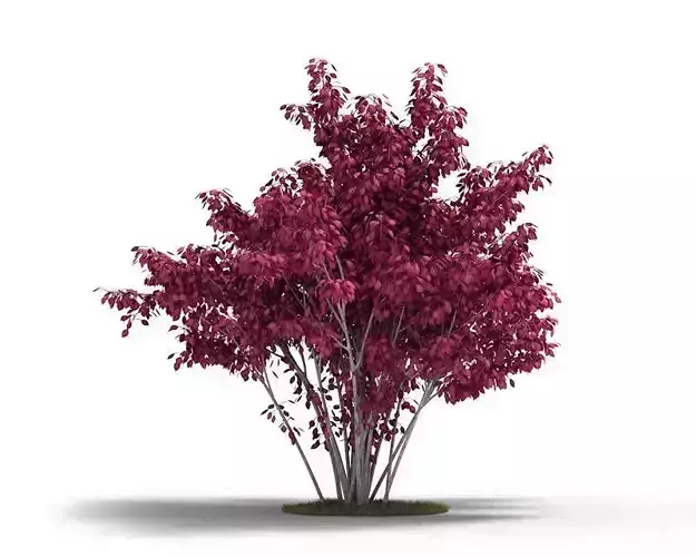 Plant   Ornamental Purple Leaf Tree