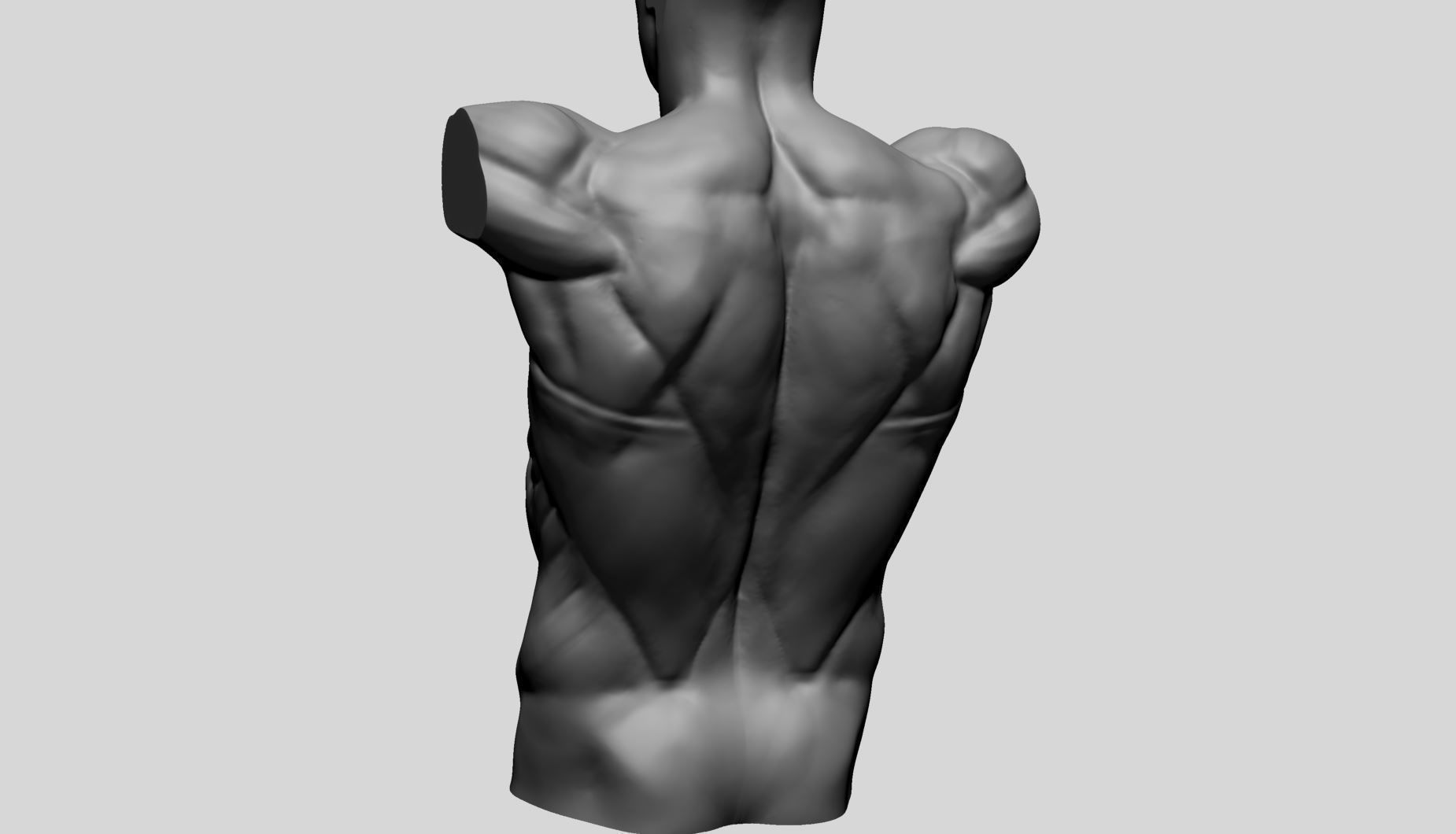 Back Anatomy 3D model_4