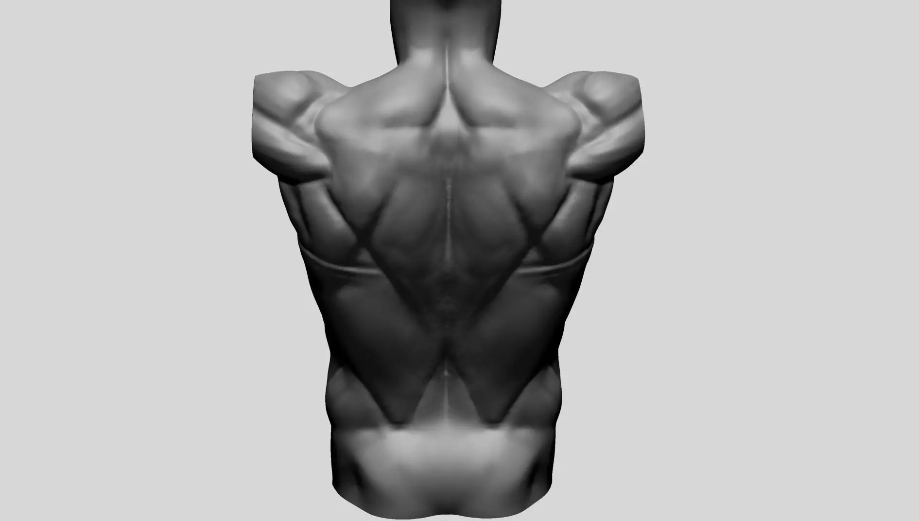 Back Anatomy 3D model_0