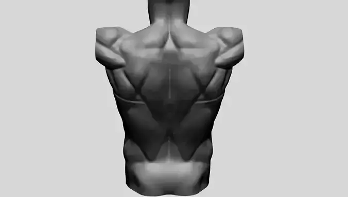 Back Anatomy 3D model Back Anatomy 3D model