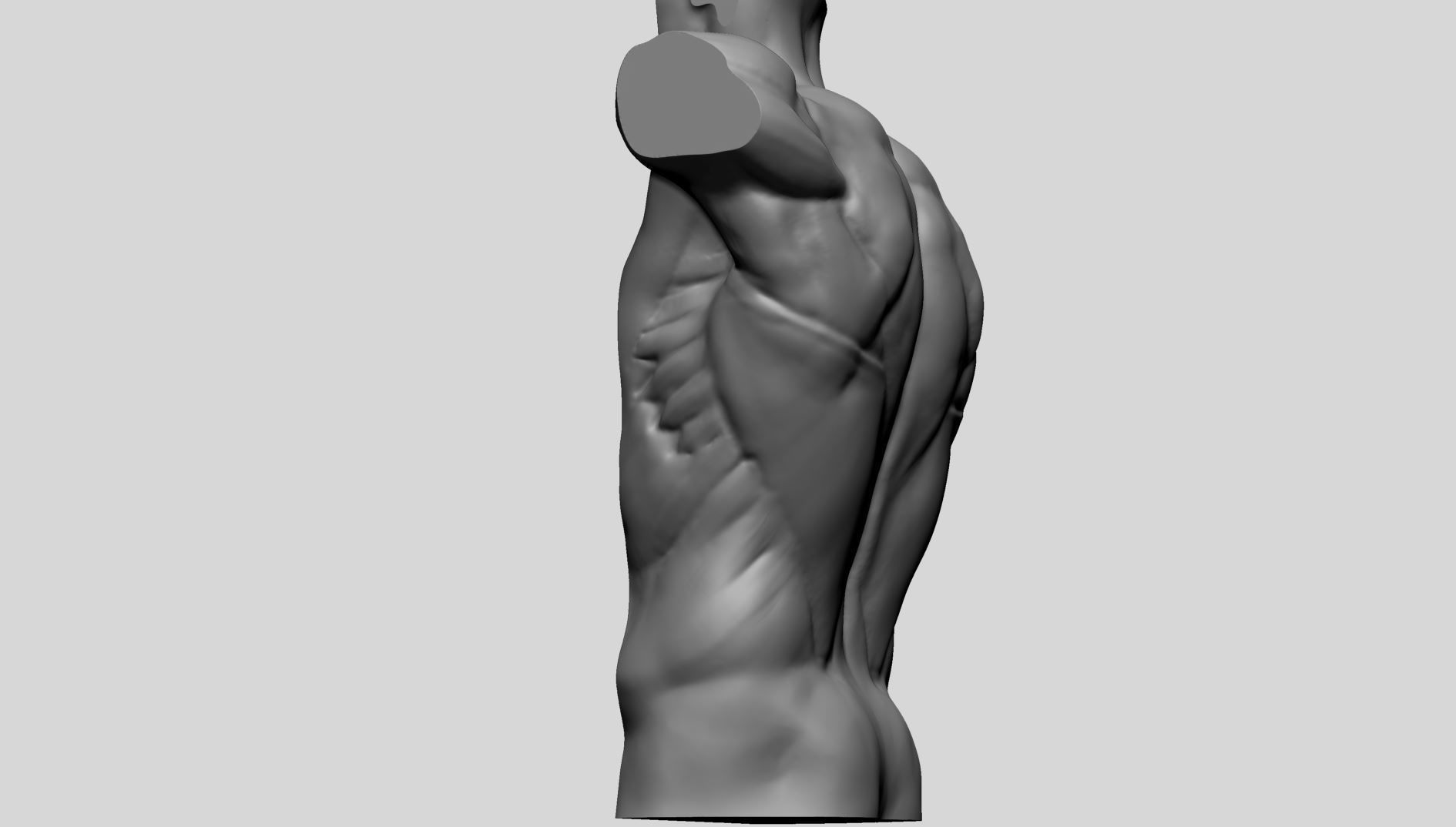 Back Anatomy 3D model_7