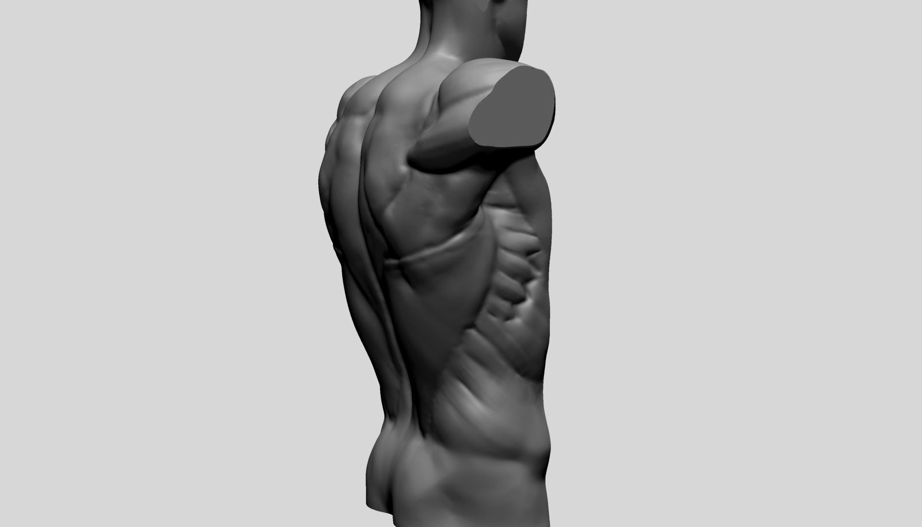 Back Anatomy 3D model_2
