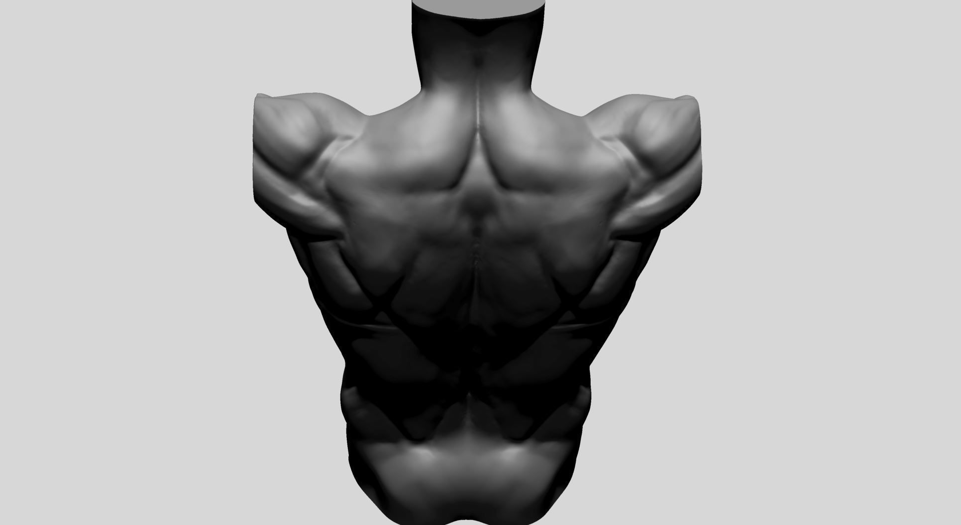 Back Anatomy 3D model_5