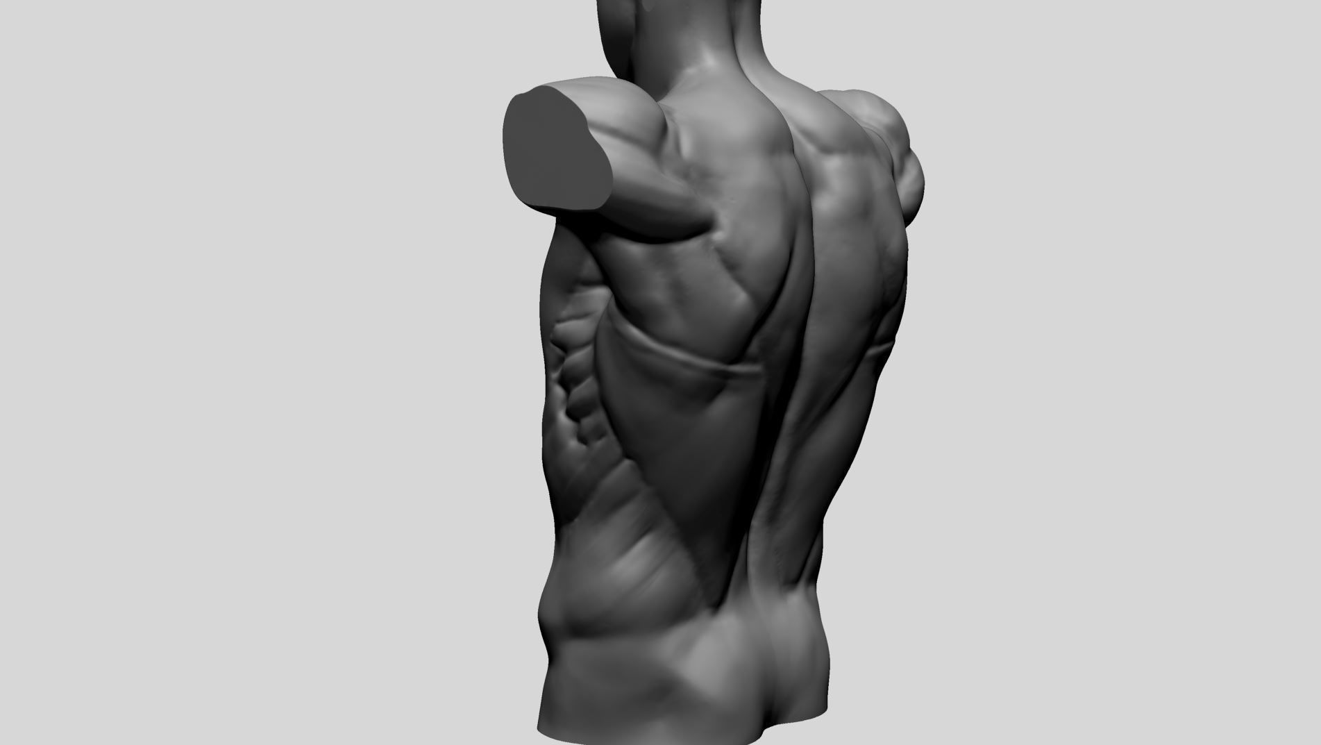 Back Anatomy 3D model_6