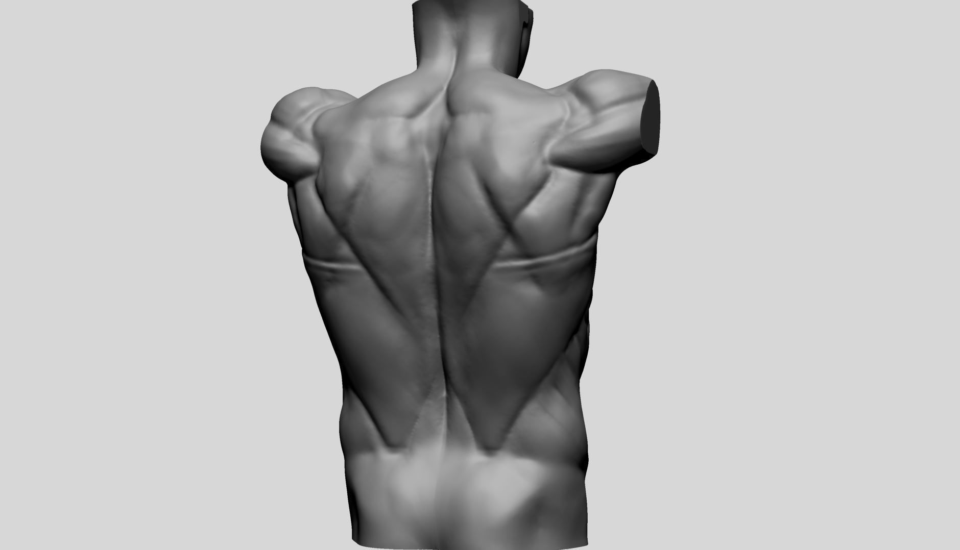 Back Anatomy 3D model_1