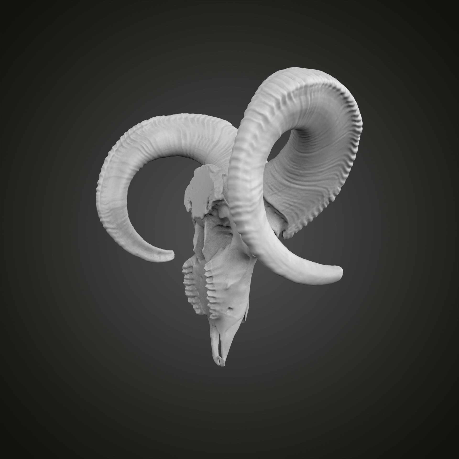 Sheep scull 3D print model_16