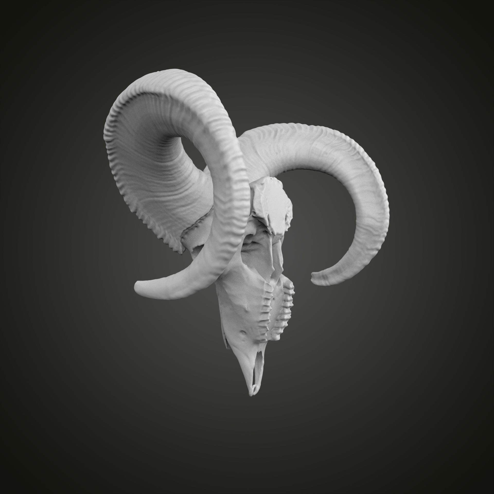 Sheep scull 3D print model_8