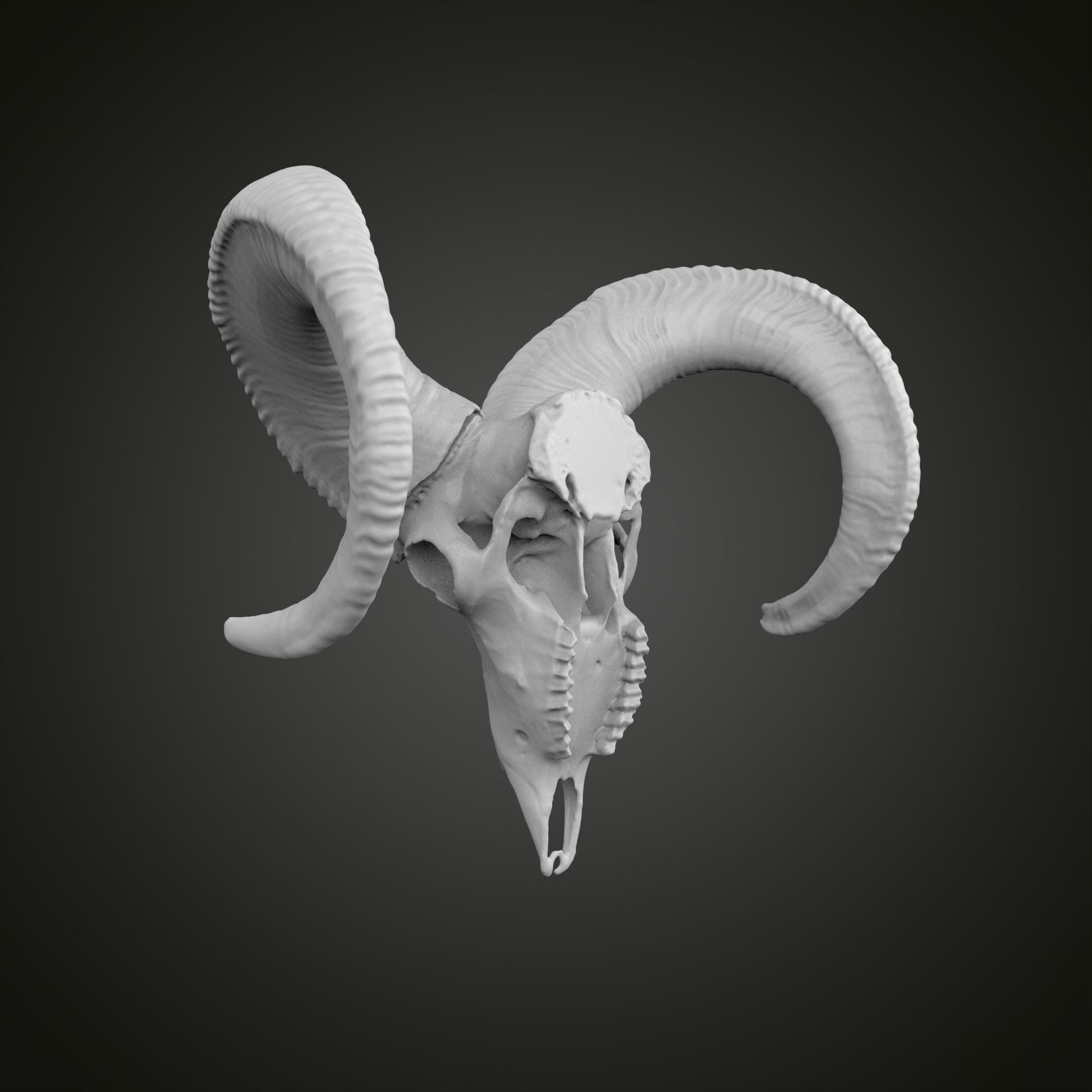 Sheep scull 3D print model_9