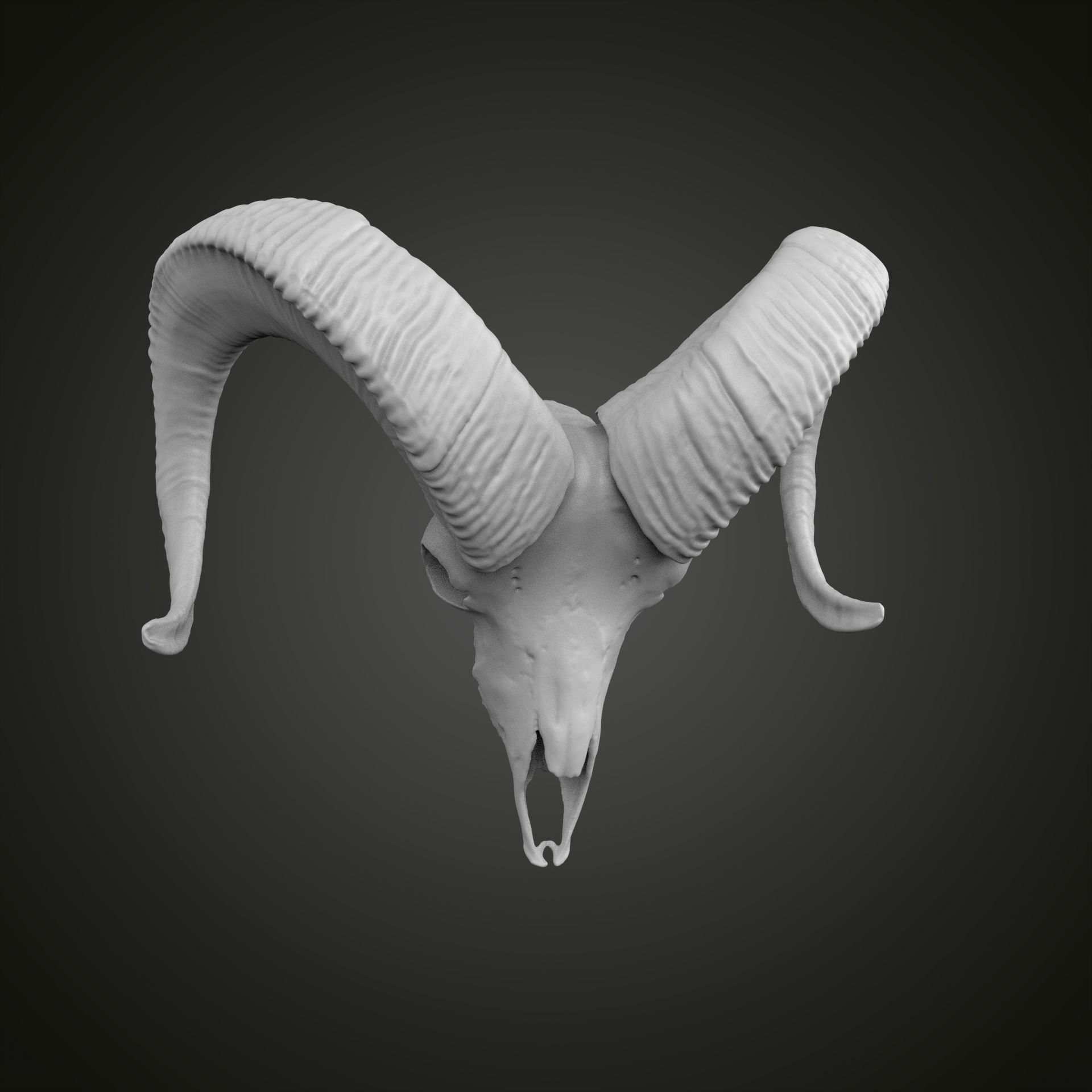 Sheep scull 3D print model_21
