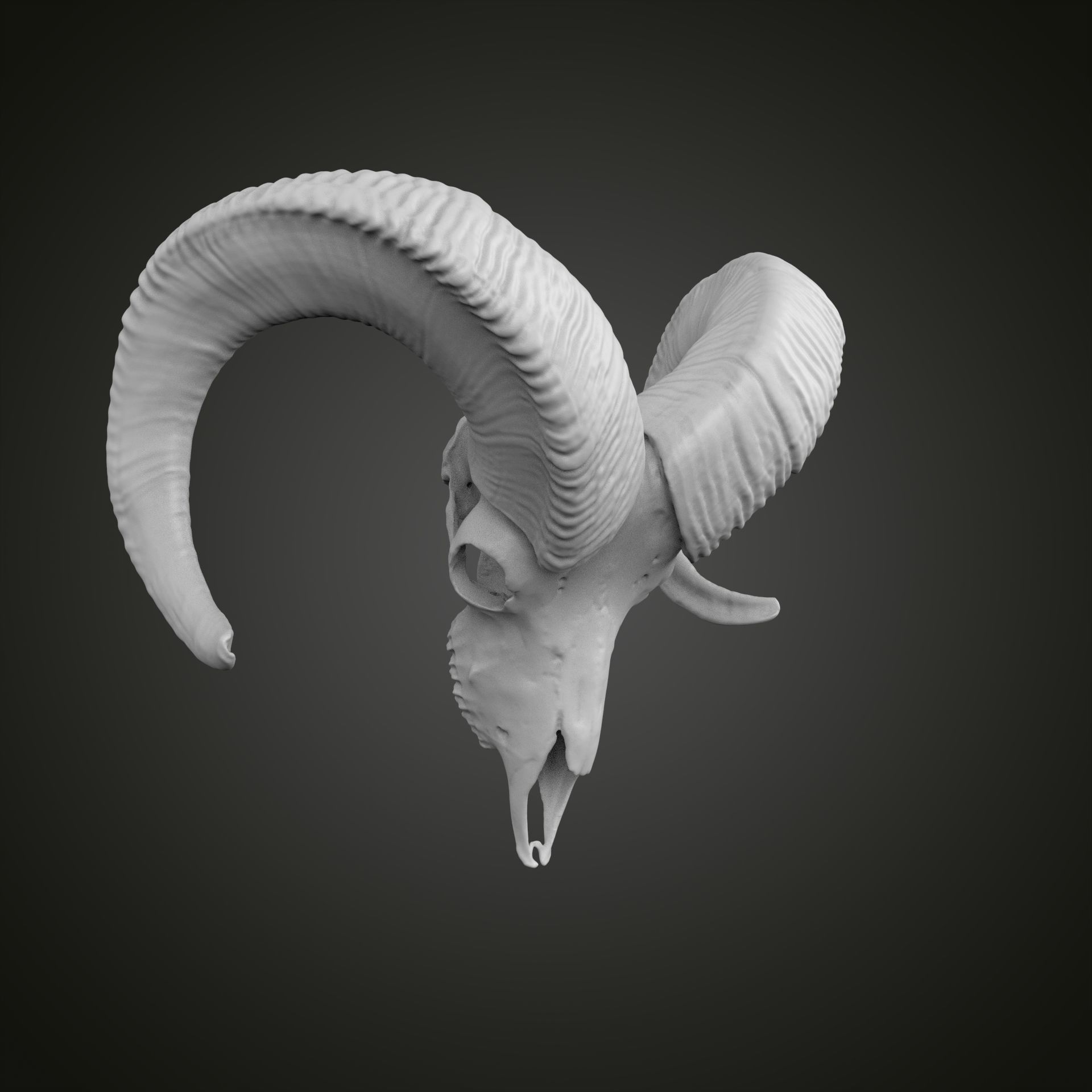 Sheep scull 3D print model_19