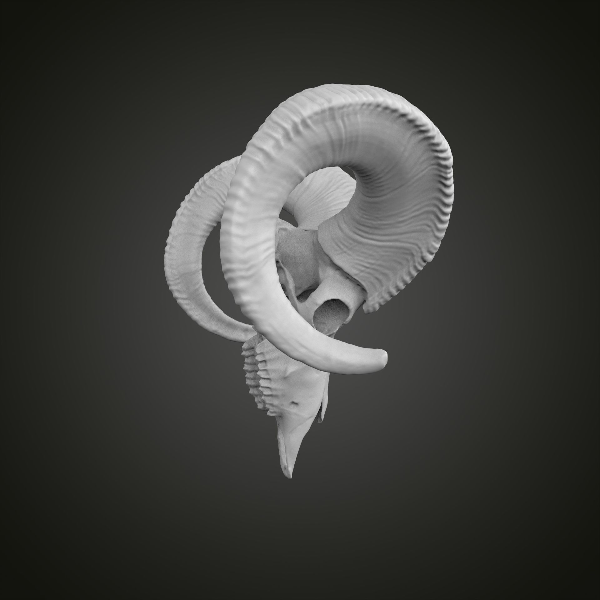 Sheep scull 3D print model_23