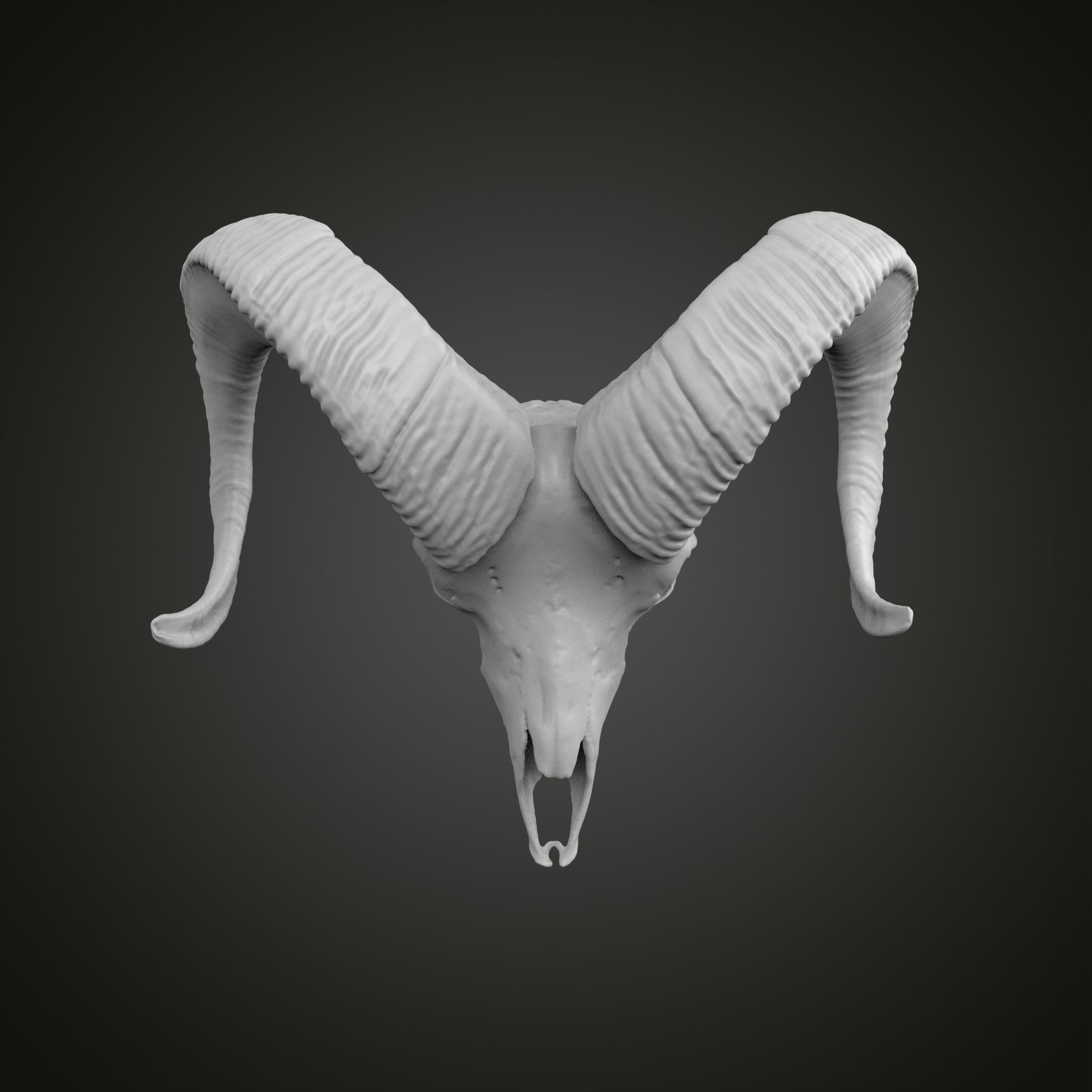 Sheep scull 3D print model_22
