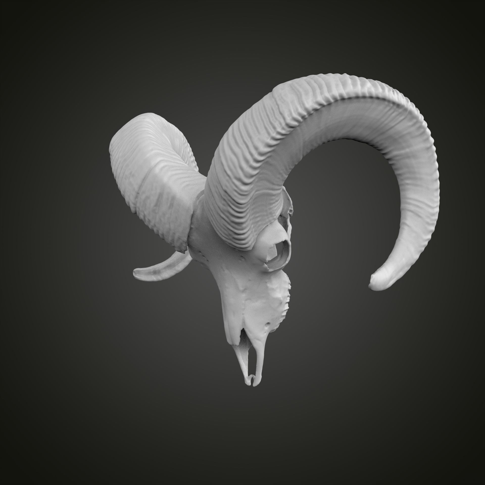 Sheep scull 3D print model_3
