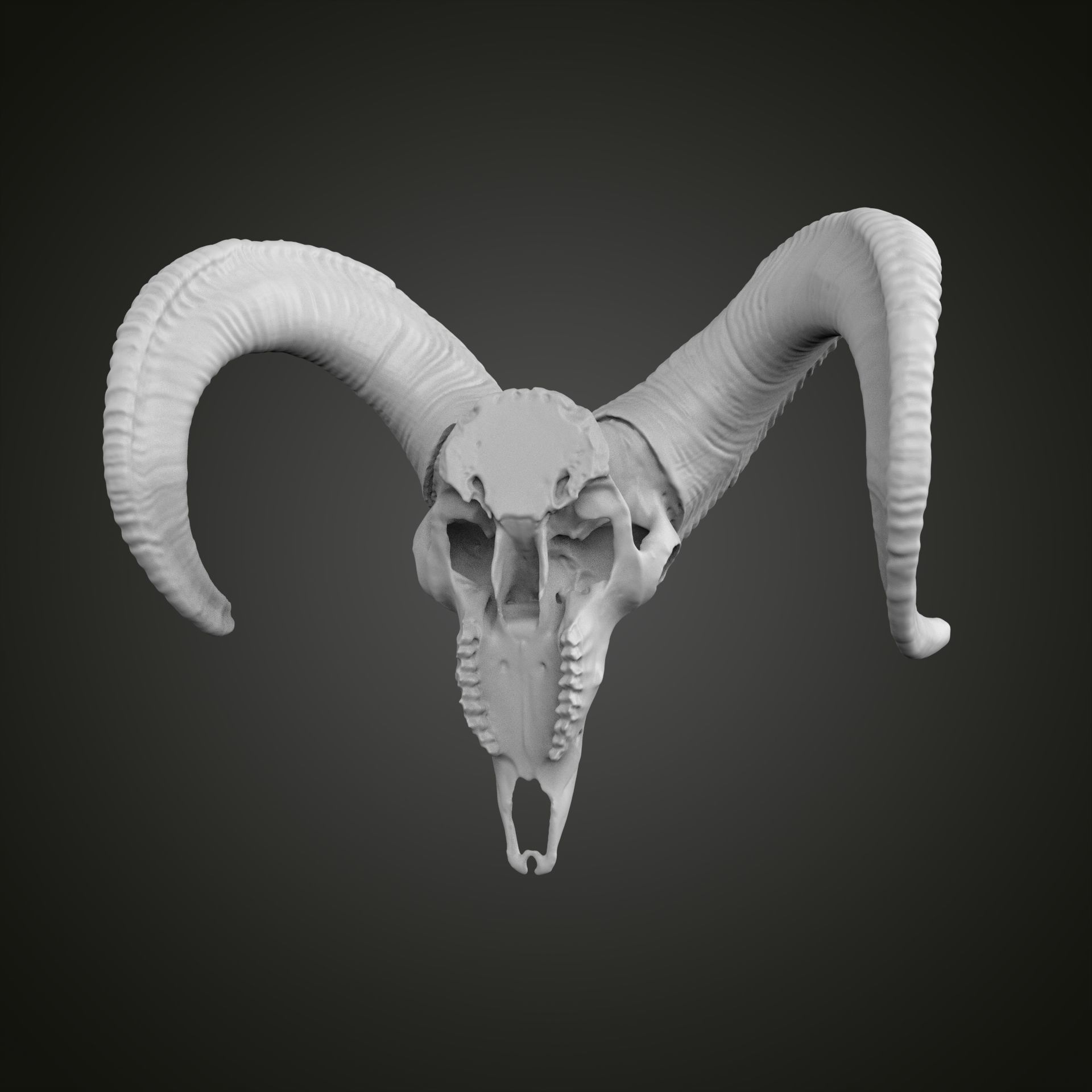 Sheep scull 3D print model_13