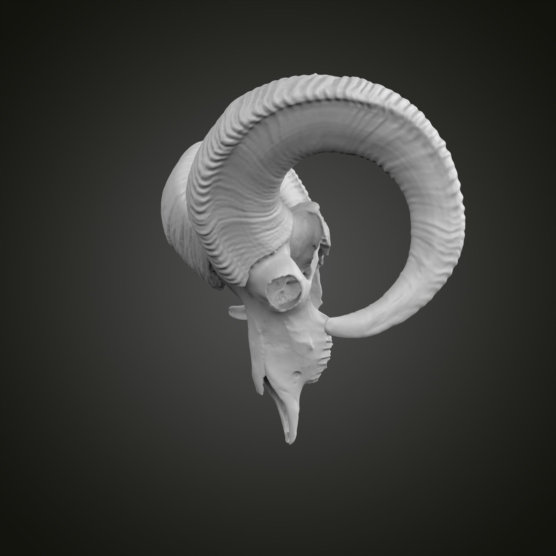 Sheep scull 3D print model_5
