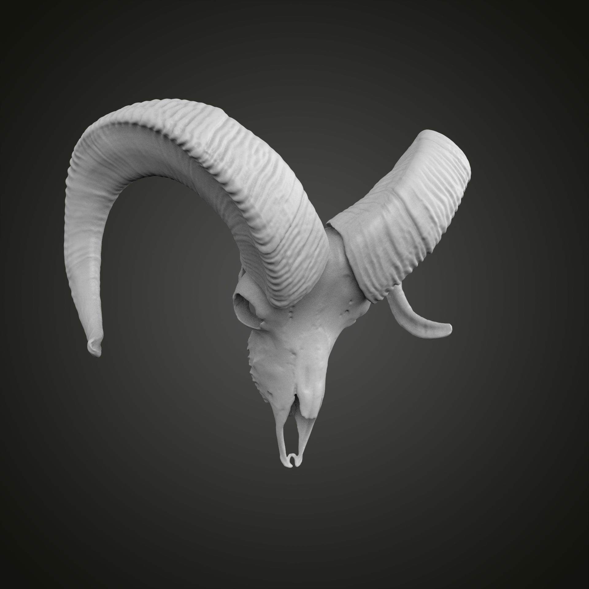 Sheep scull 3D print model_20