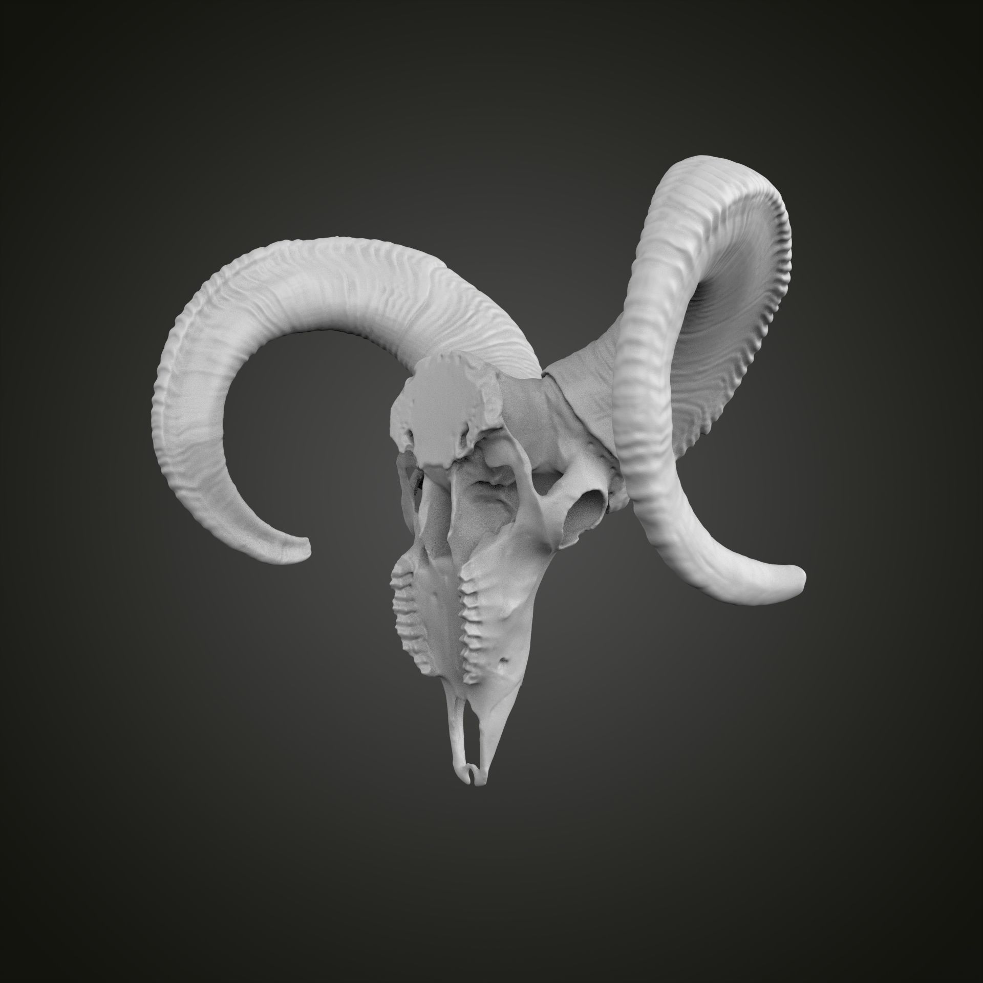 Sheep scull 3D print model_15