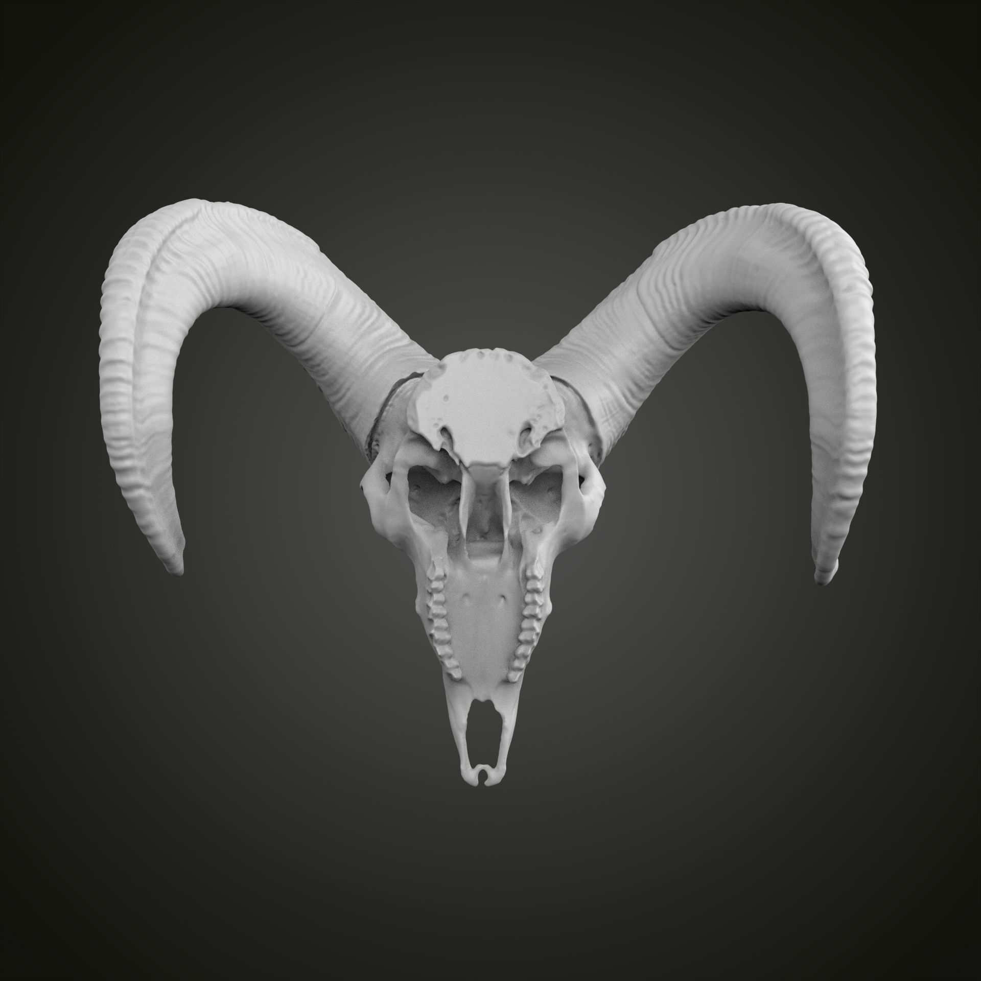 Sheep scull 3D print model_12