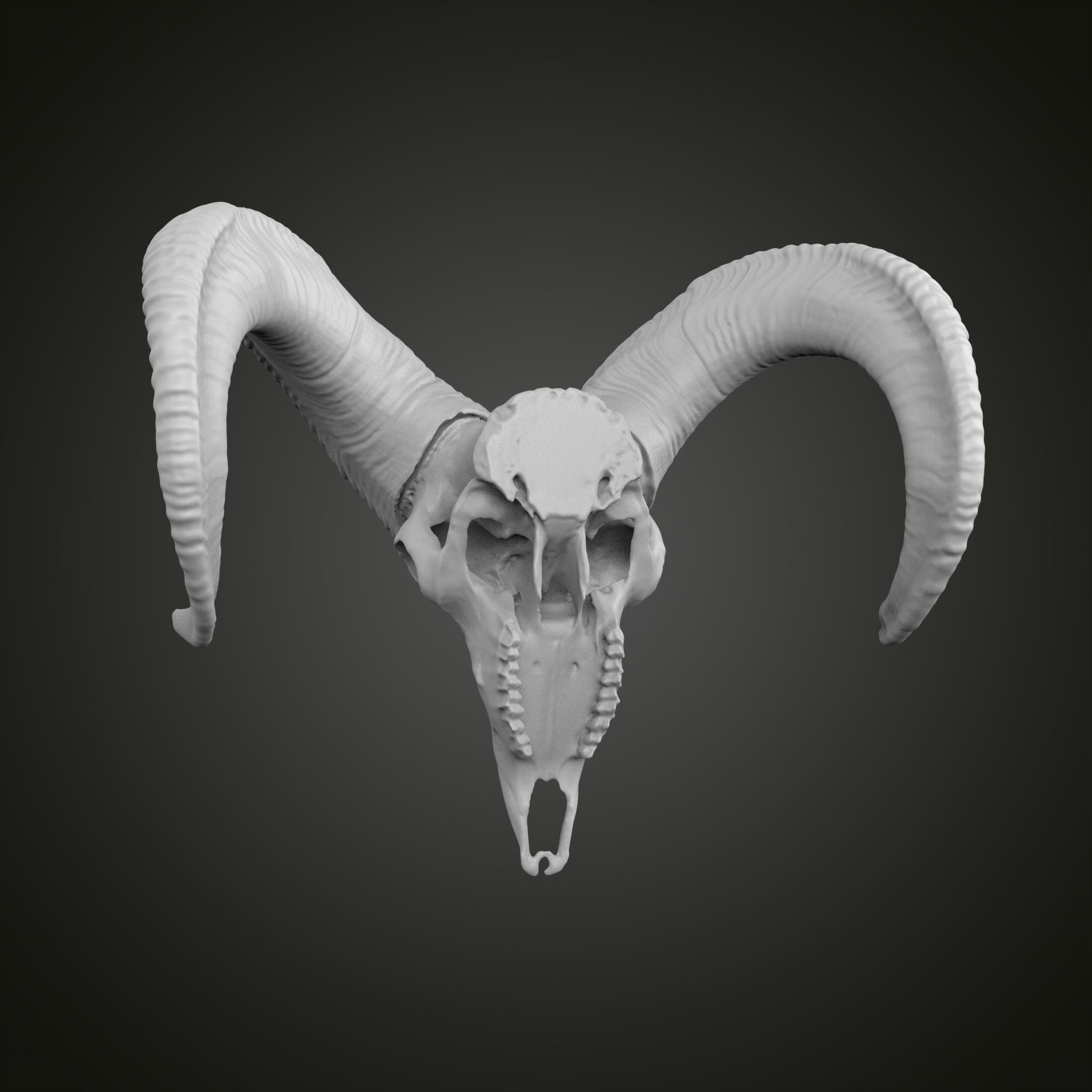 Sheep scull 3D print model_11