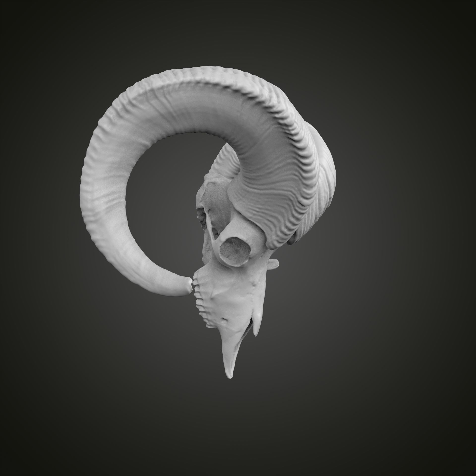 Sheep scull 3D print model_17