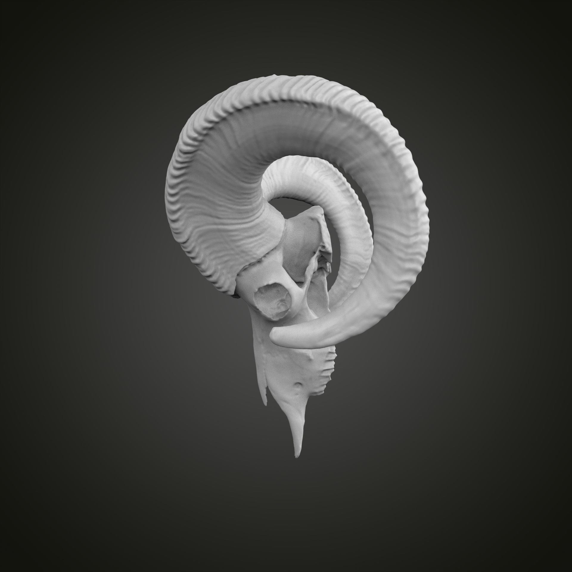 Sheep scull 3D print model_6