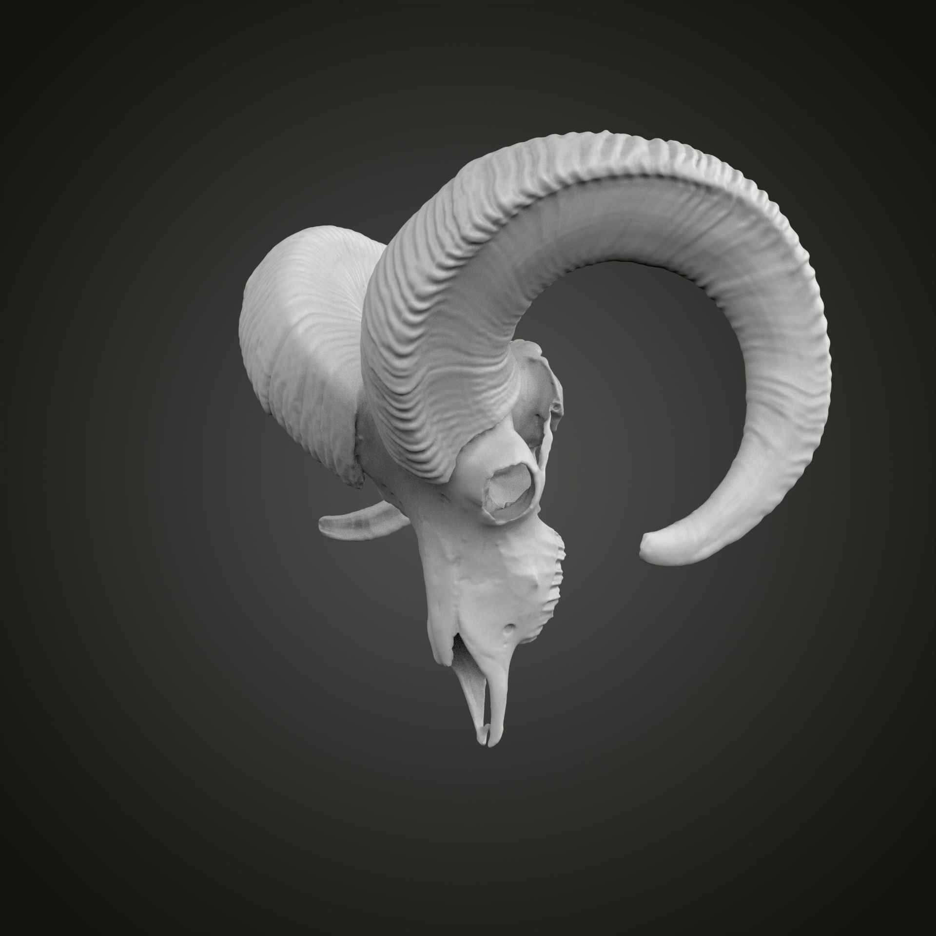 Sheep scull 3D print model_4