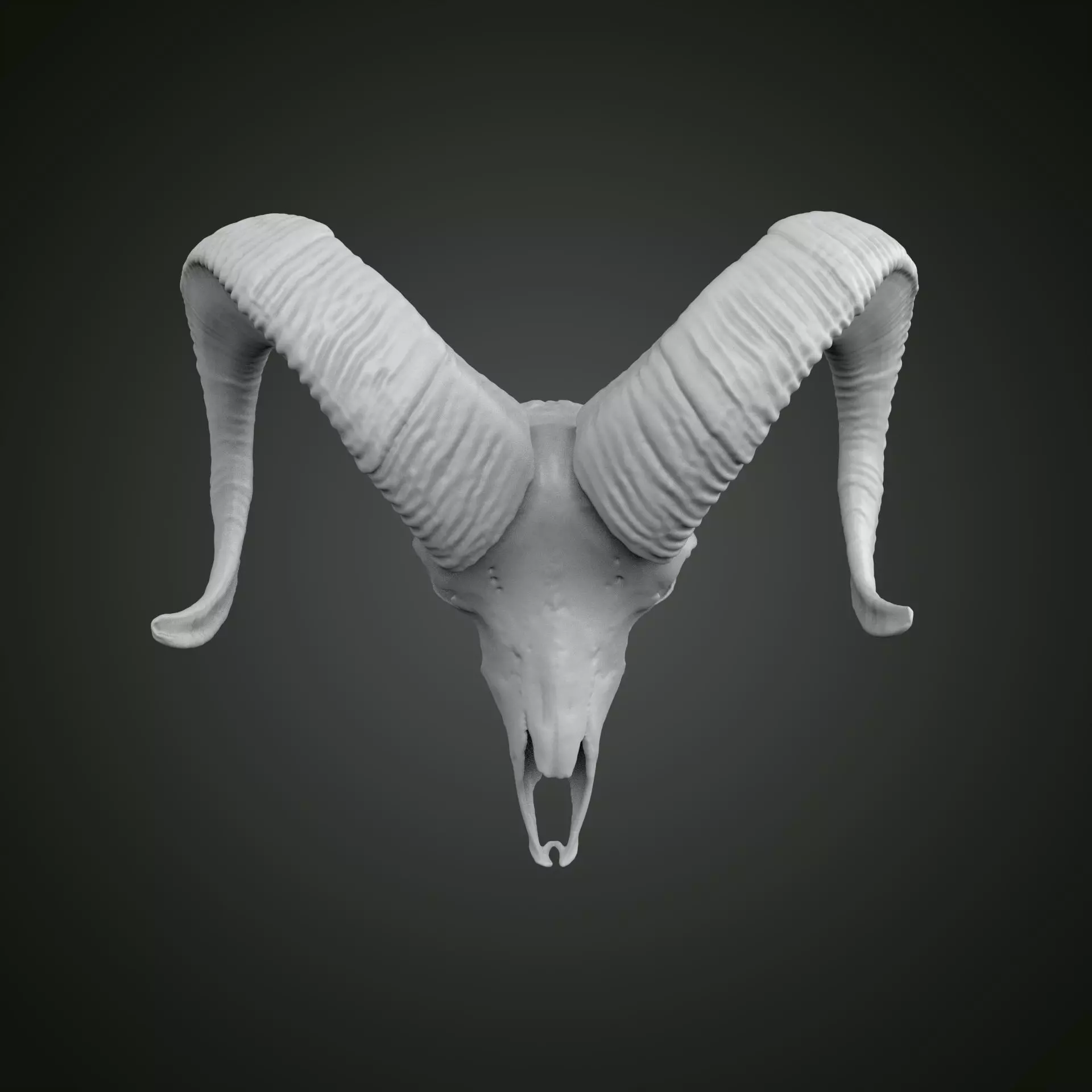 Sheep scull 3D print model_0