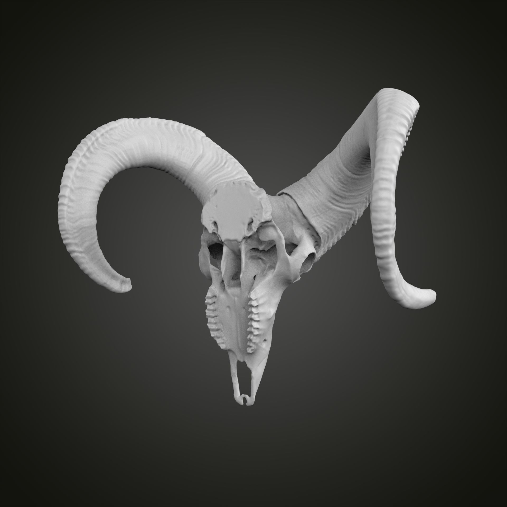 Sheep scull 3D print model_14