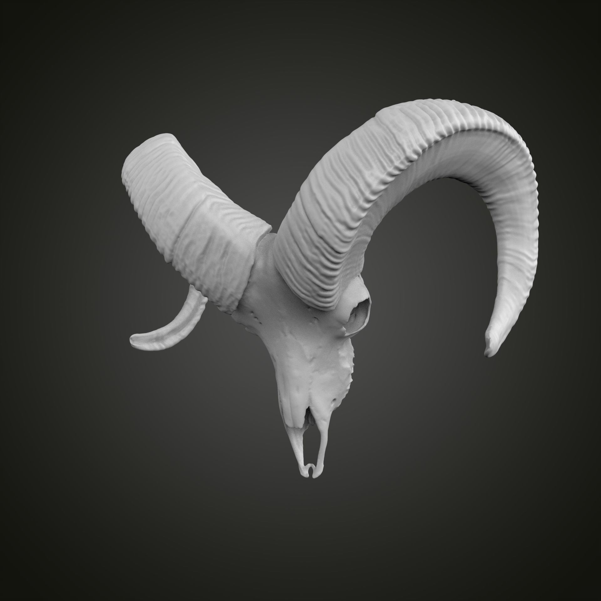 Sheep scull 3D print model_2
