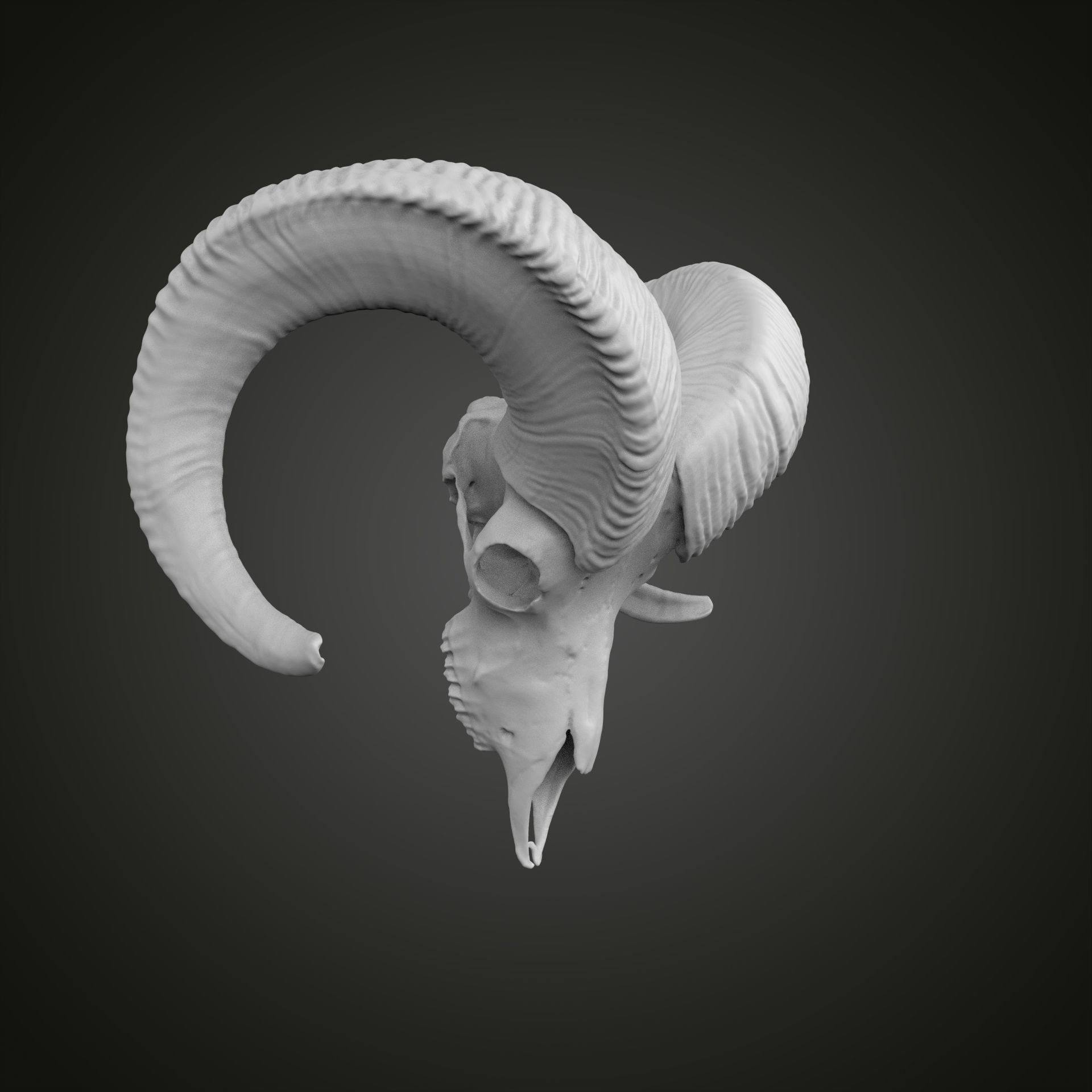 Sheep scull 3D print model_18