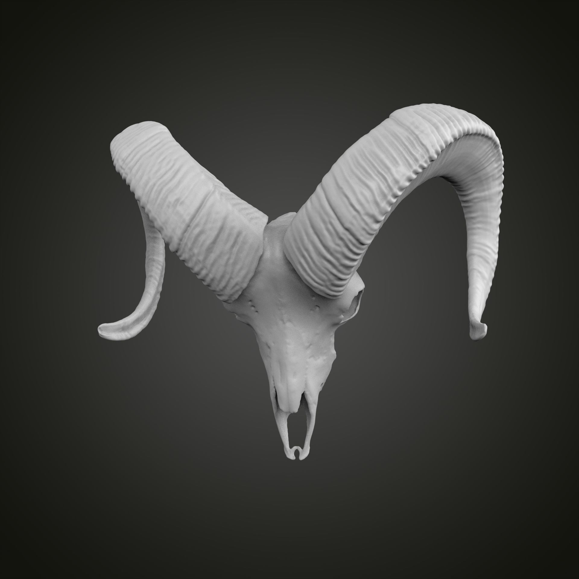 Sheep scull 3D print model_1
