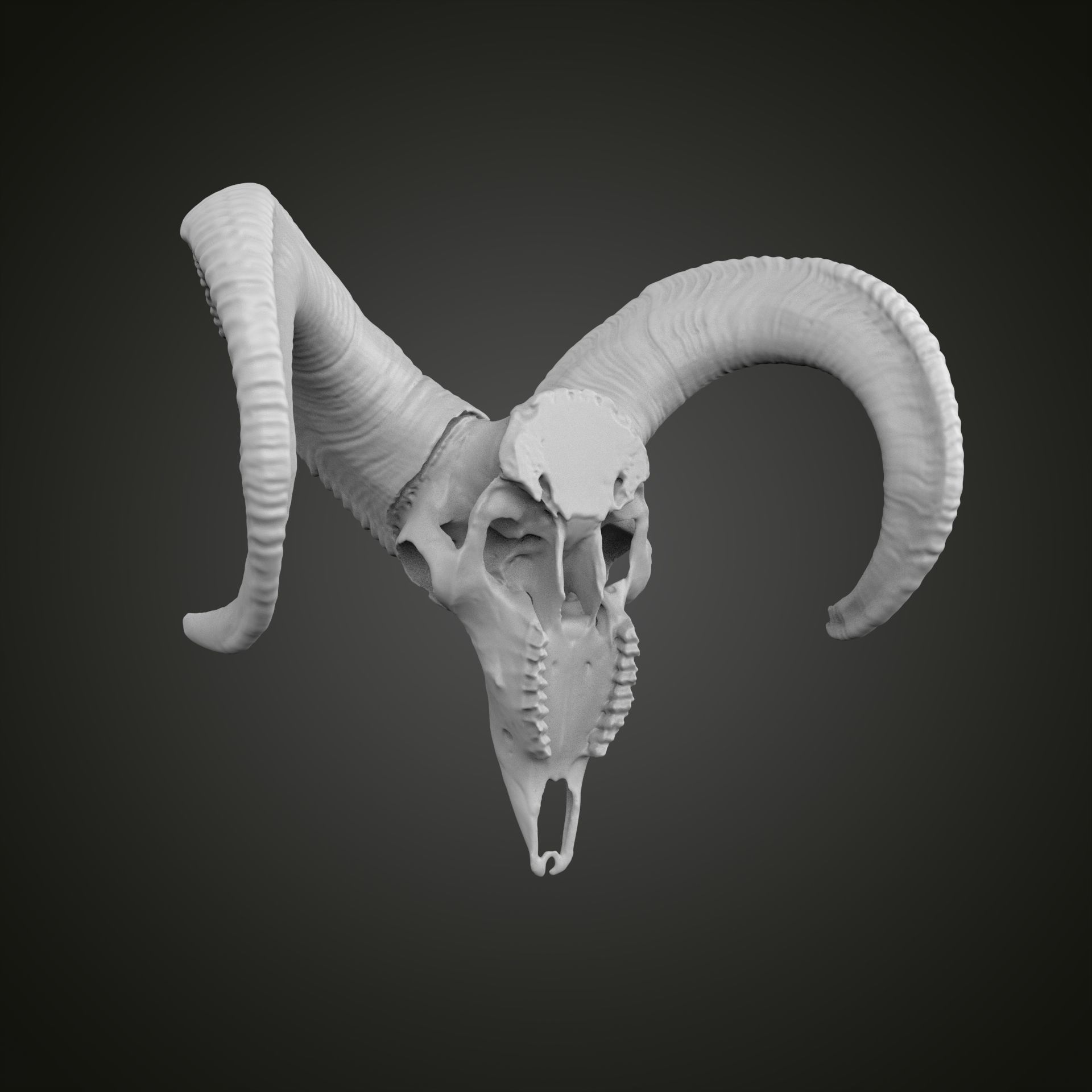 Sheep scull 3D print model_10