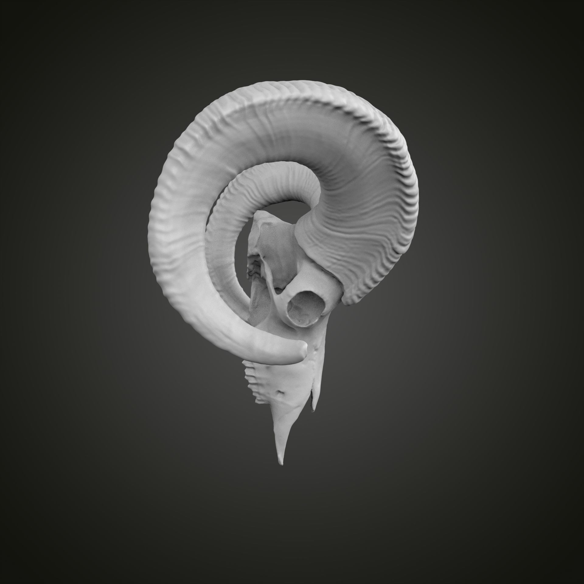 Sheep scull 3D print model_24