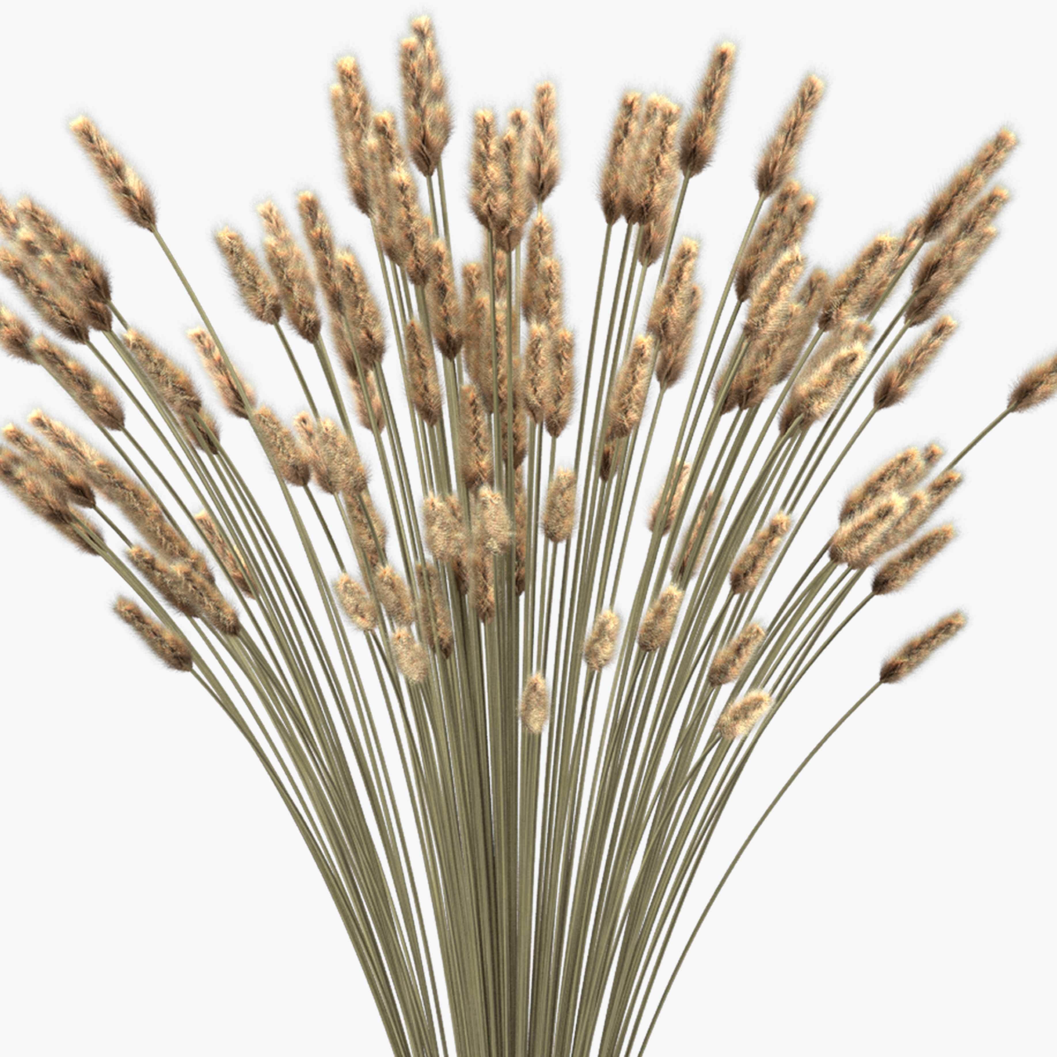 Bouquet of lagurus 3D model_3
