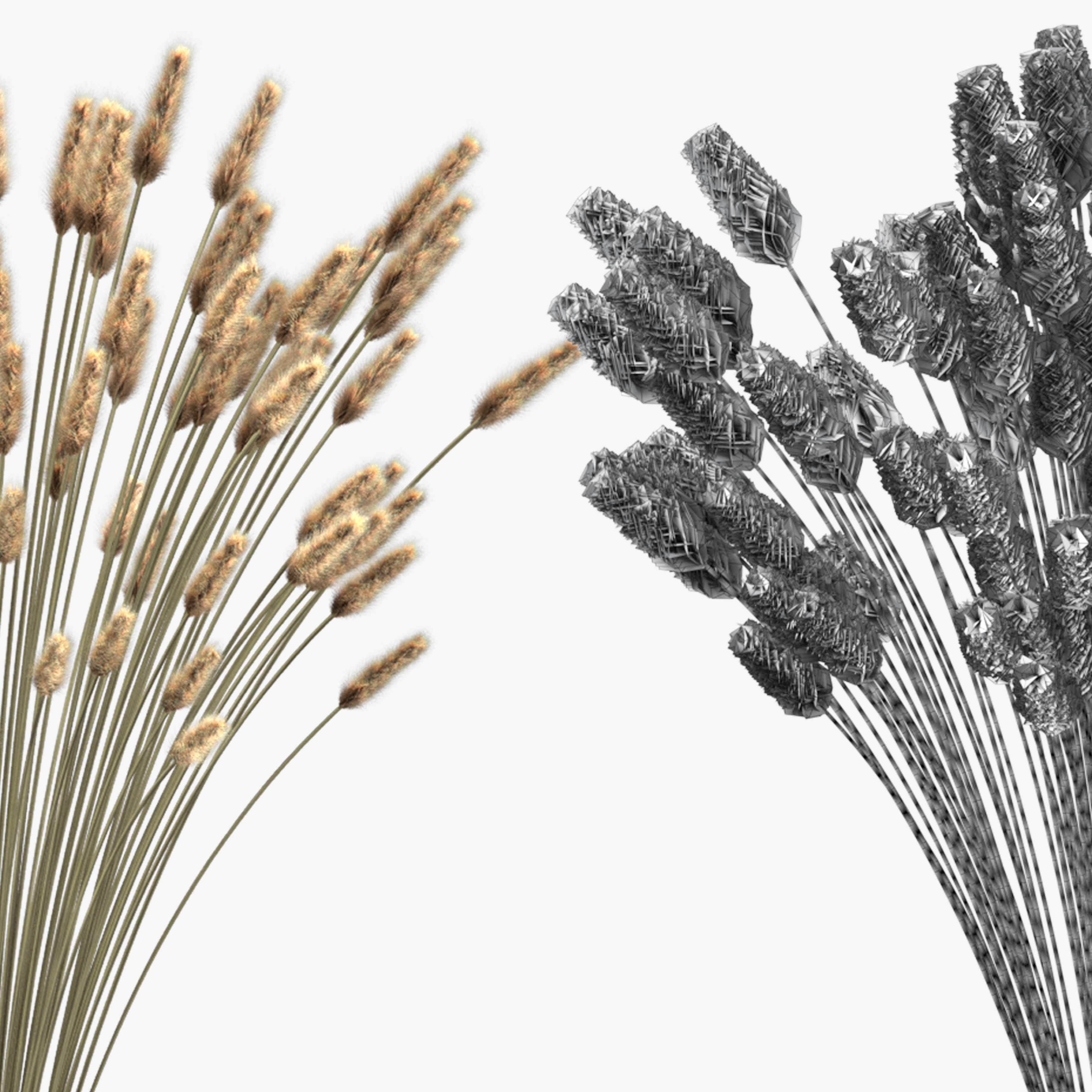 Bouquet of lagurus 3D model_9