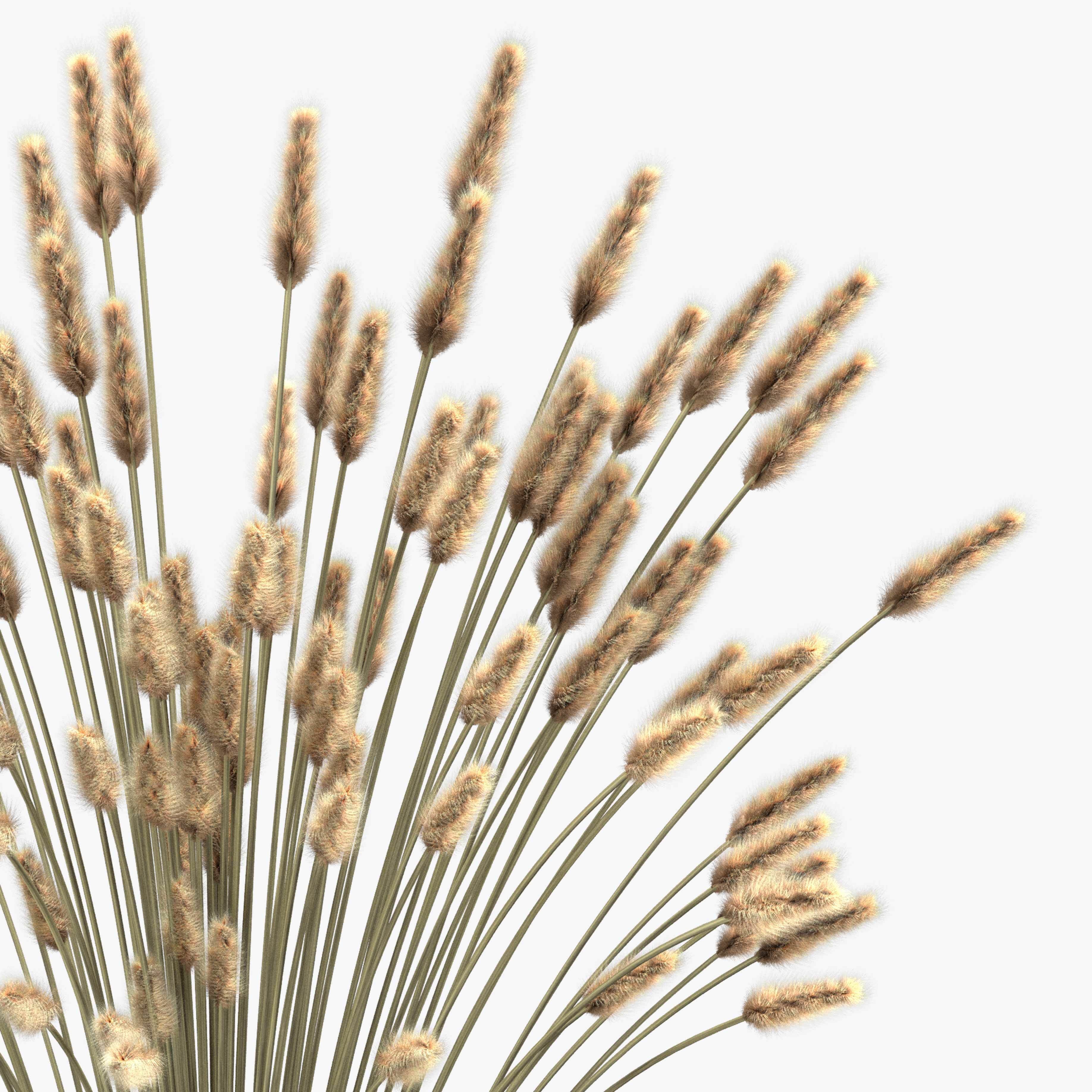 Bouquet of lagurus 3D model_4