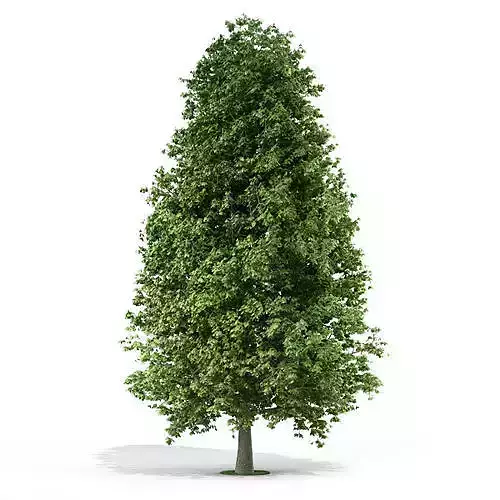 Tree 3d model
