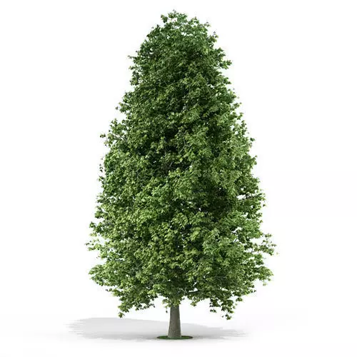 Tree 3d model 3D model