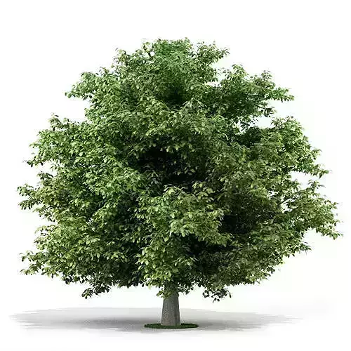 Tree 3D model