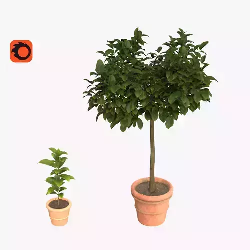 Avocado potted lemon tree 3D model