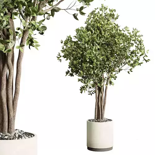 ficus benjamin tree and concrete vase 204