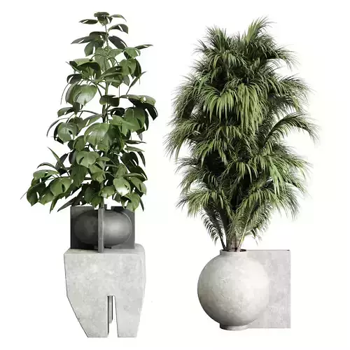 Monstera and Palm set Plants in concrete dirt vase 205