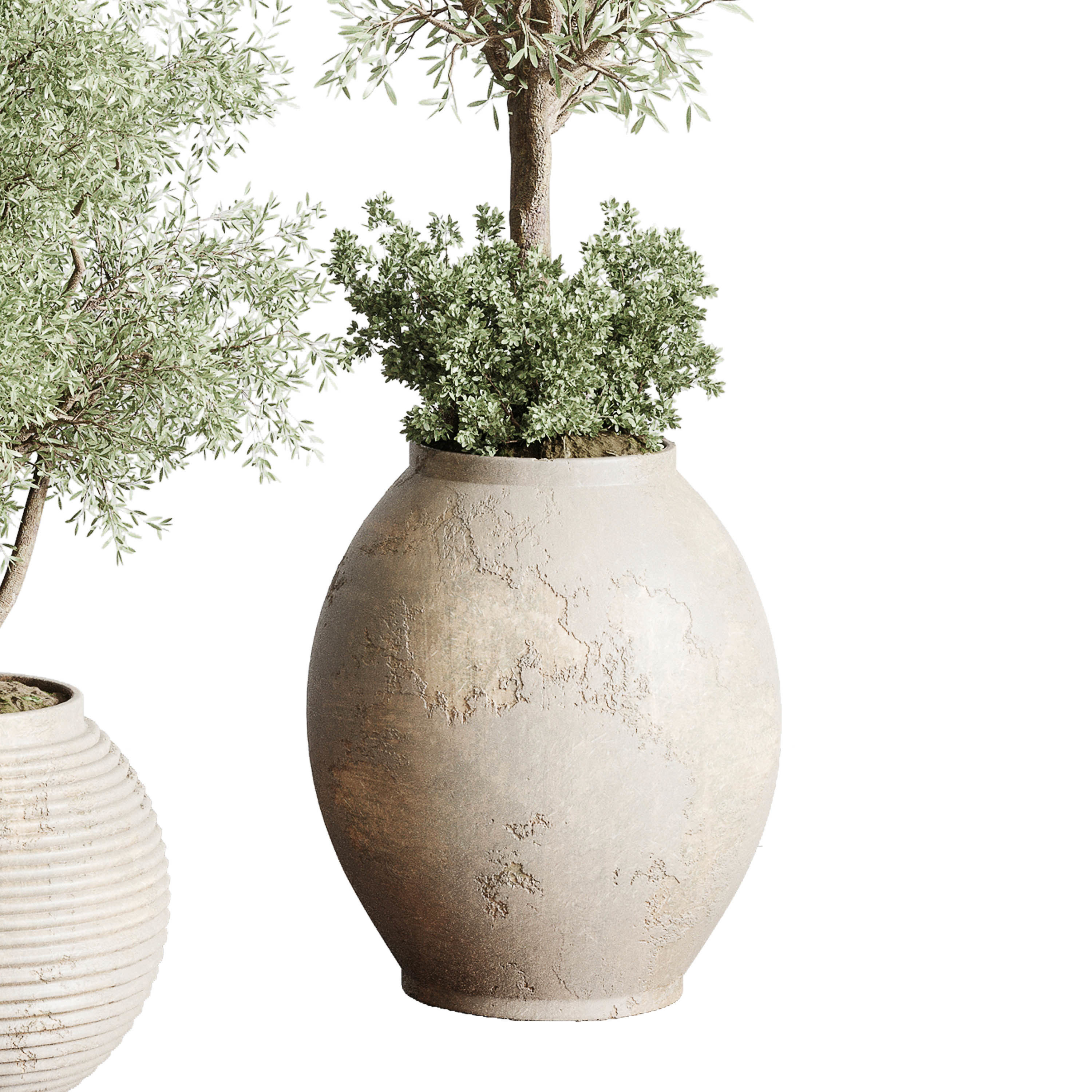 Olive tree in an old earthenware vase indoor collection 202 3D model_4