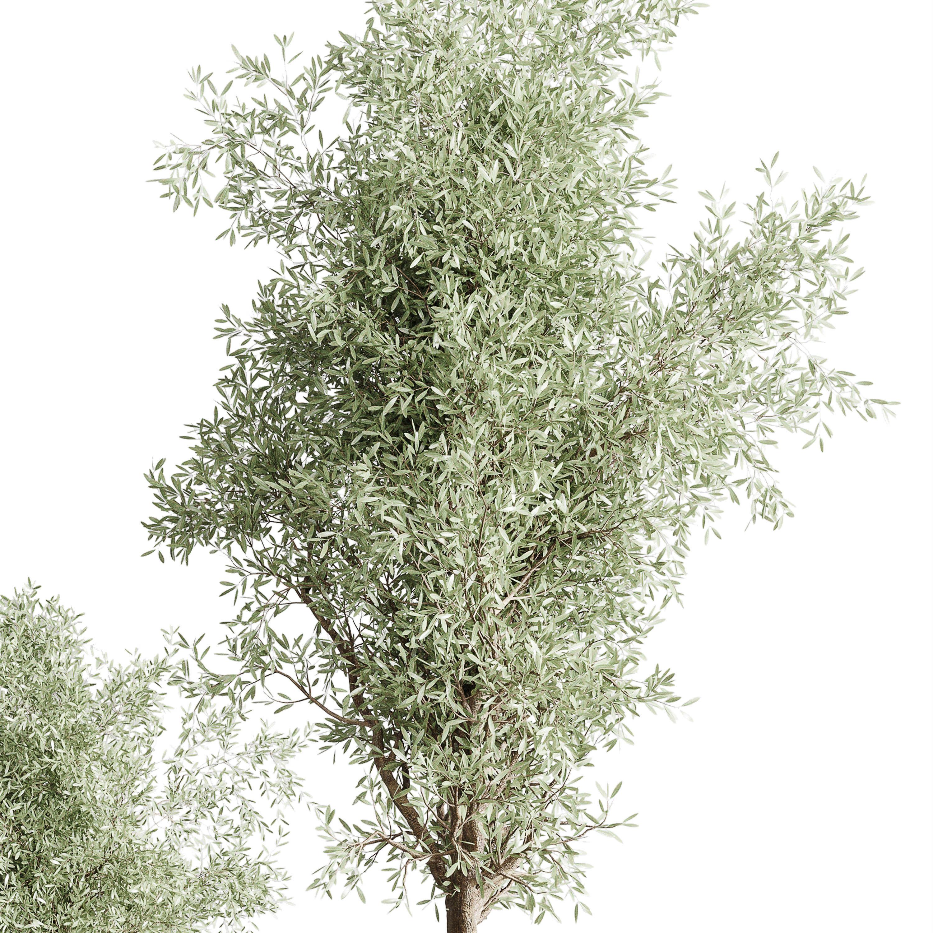 Olive tree in an old earthenware vase indoor collection 202 3D model_3