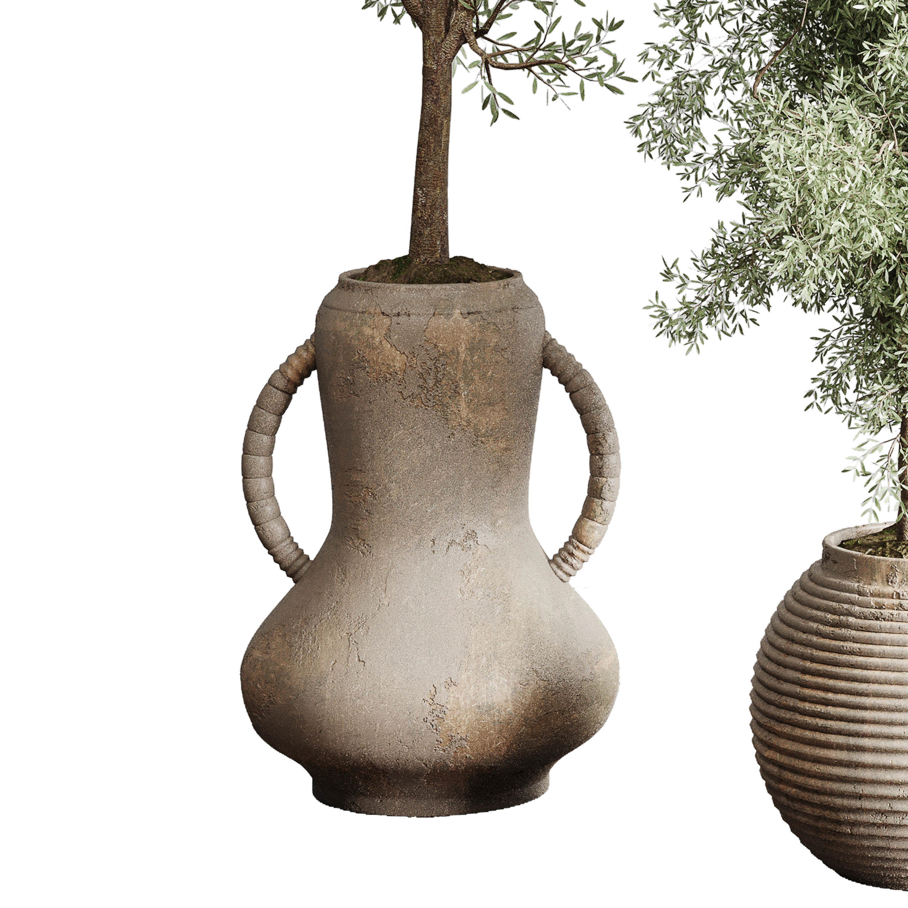 Olive tree in an old earthenware vase indoor collection 202 3D model_1