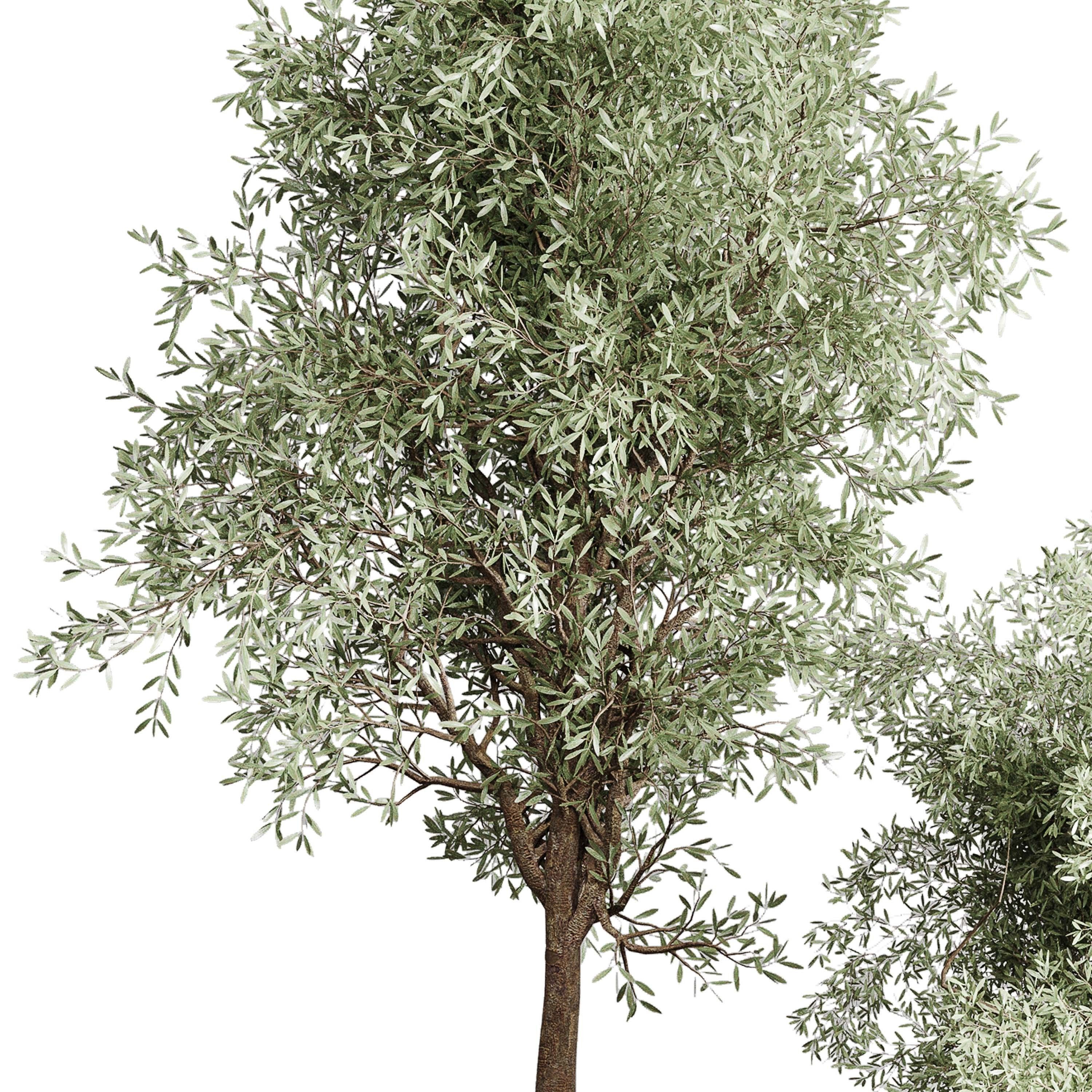Olive tree in an old earthenware vase indoor collection 202 3D model_2