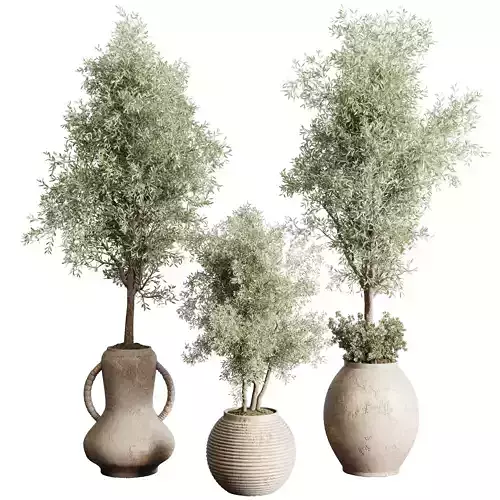 Olive tree in an old earthenware vase indoor collection 202