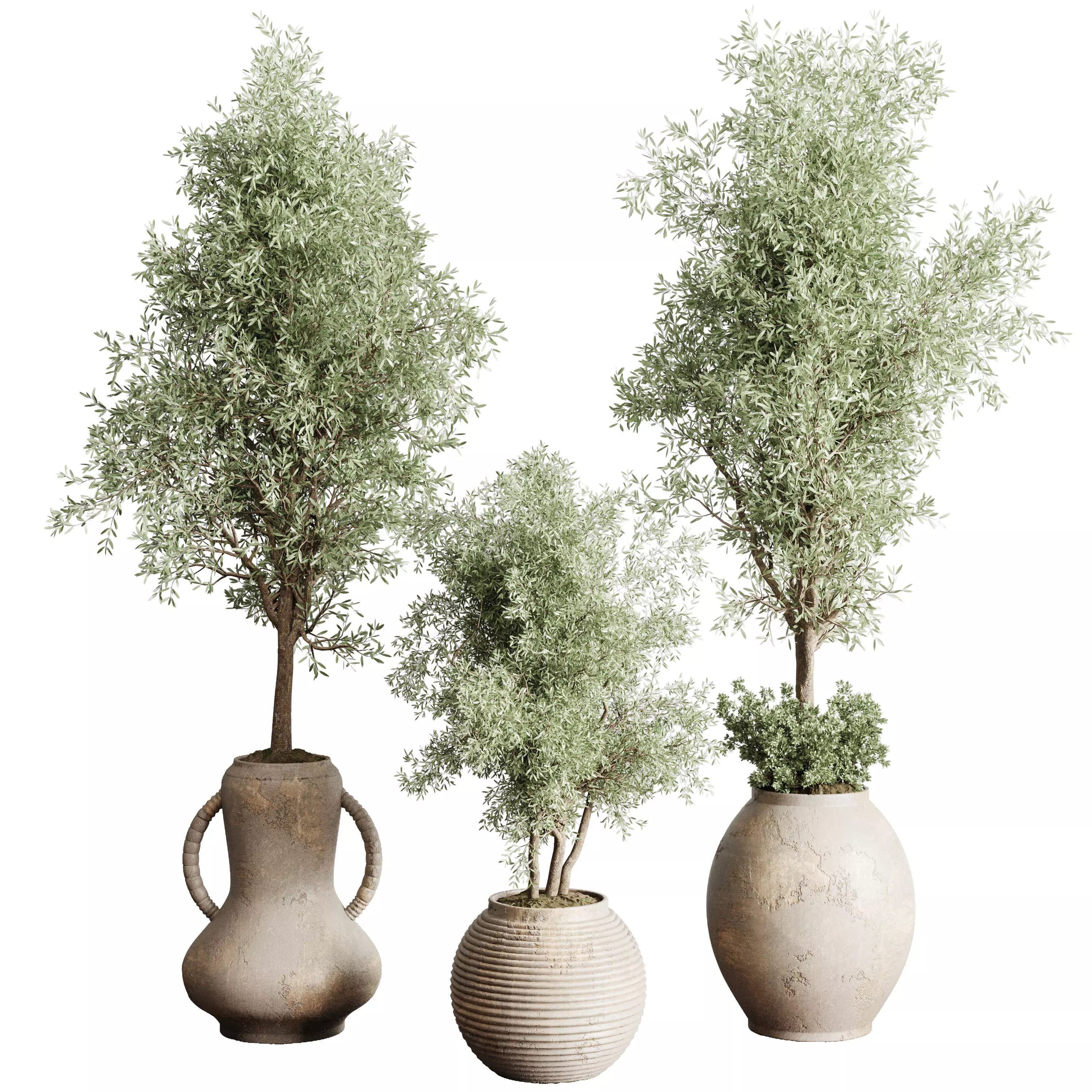 Olive tree in an old earthenware vase indoor collection 202 3D model_0